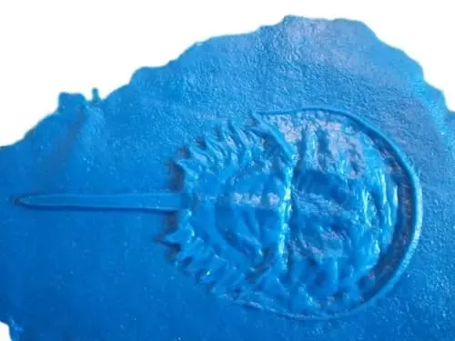 Fossil Print Rubber Mold Stamp for Concrete or Drywall Plaster