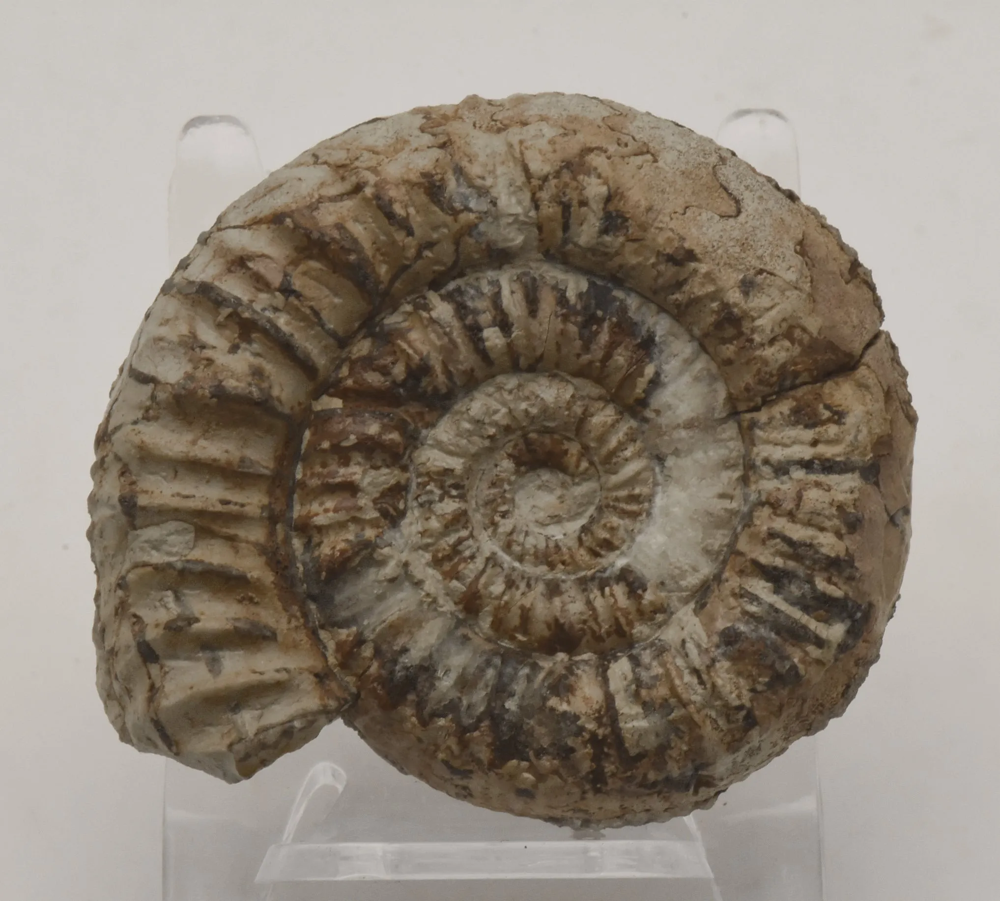 Nebrodites Ammonite Fossil - Germany