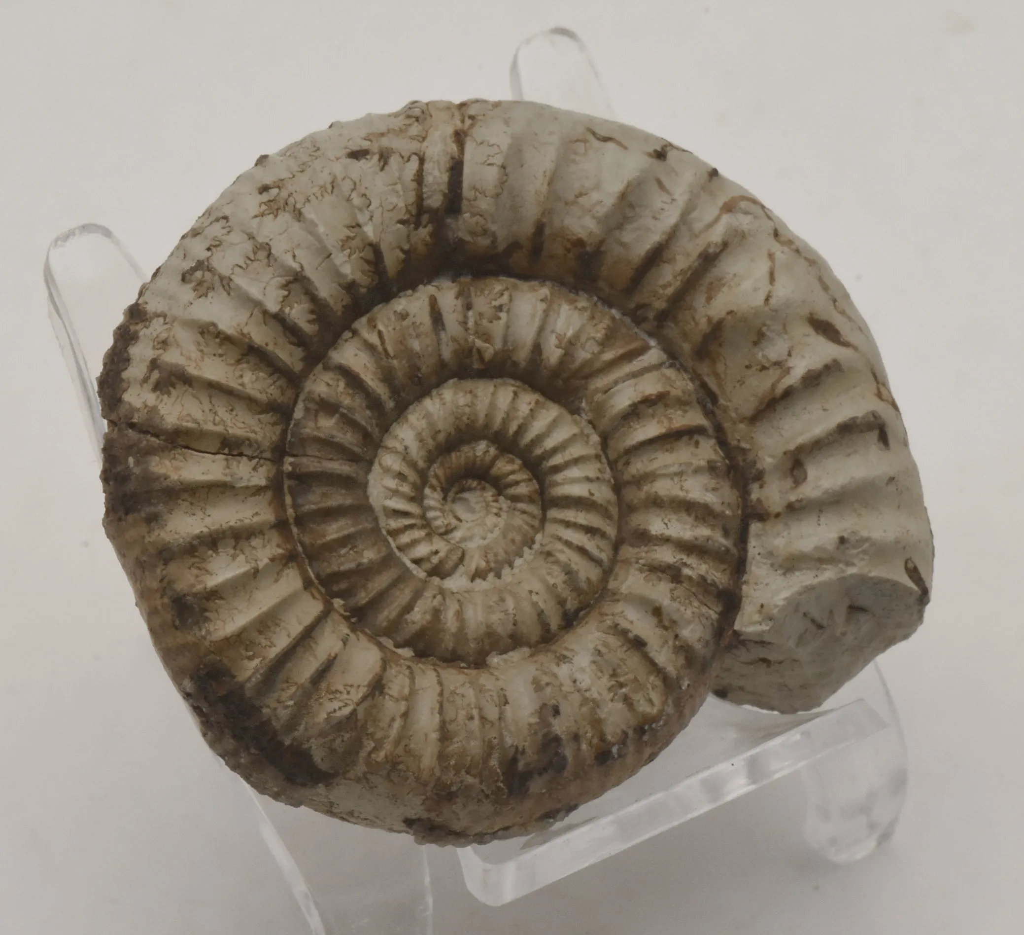 Nebrodites Ammonite Fossil - Germany