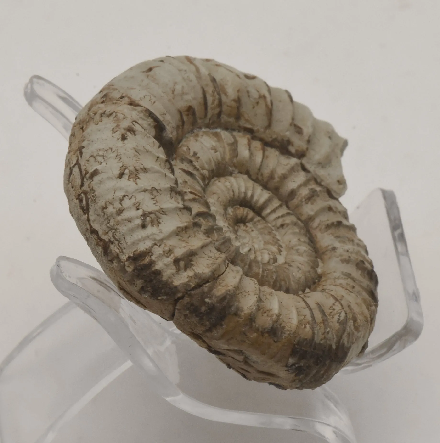 Nebrodites Ammonite Fossil - Germany