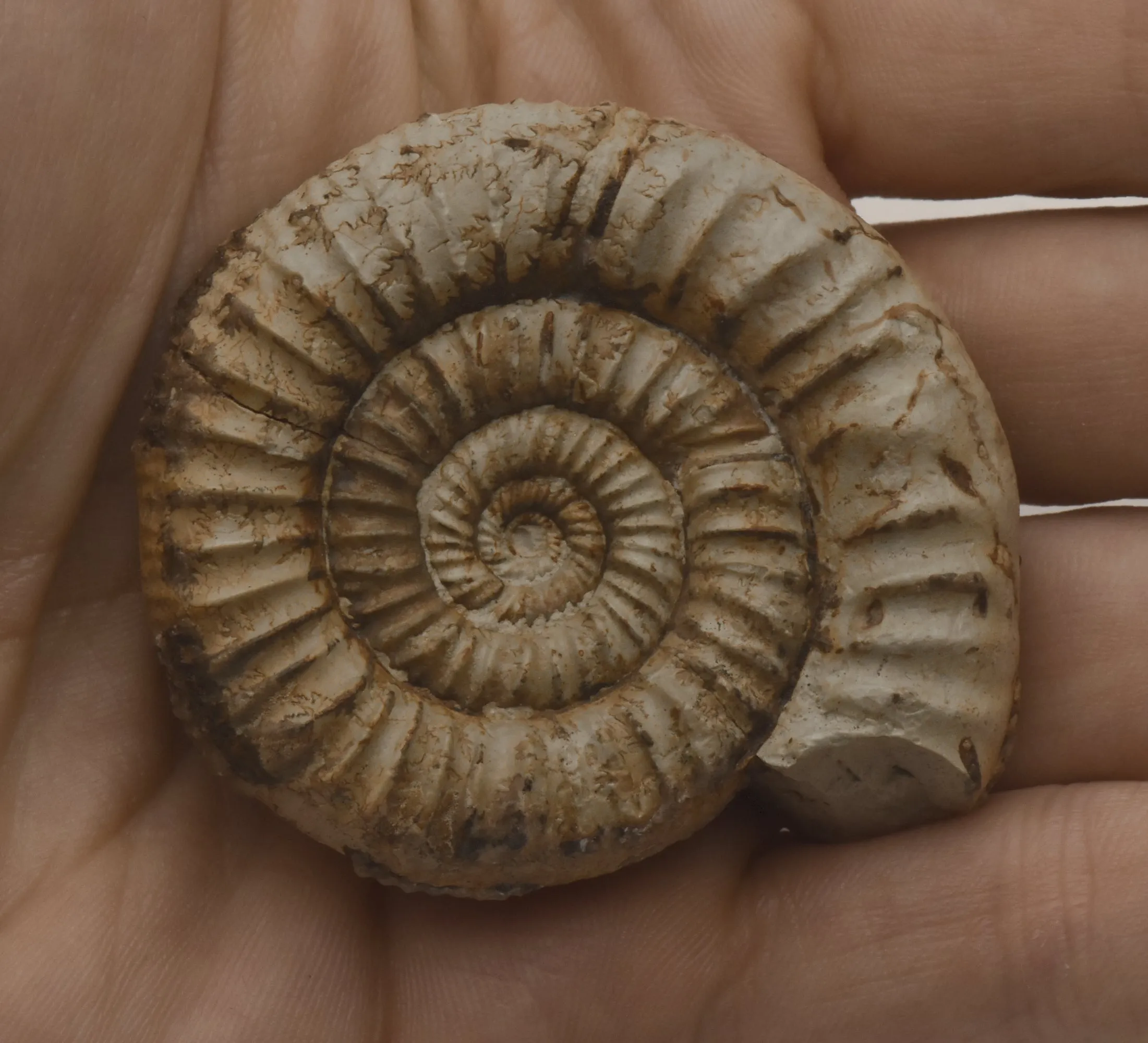 Nebrodites Ammonite Fossil - Germany