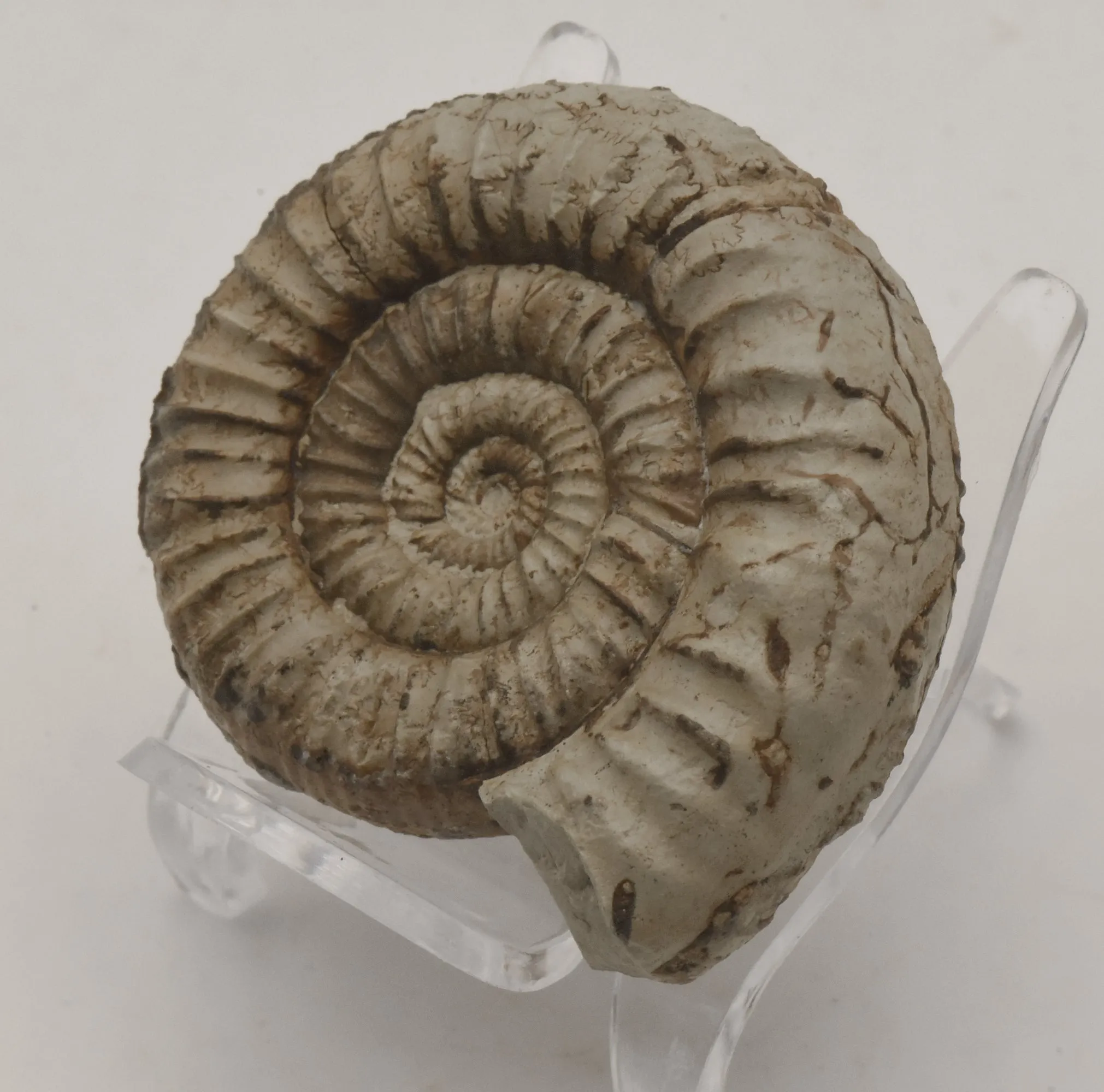 Nebrodites Ammonite Fossil - Germany