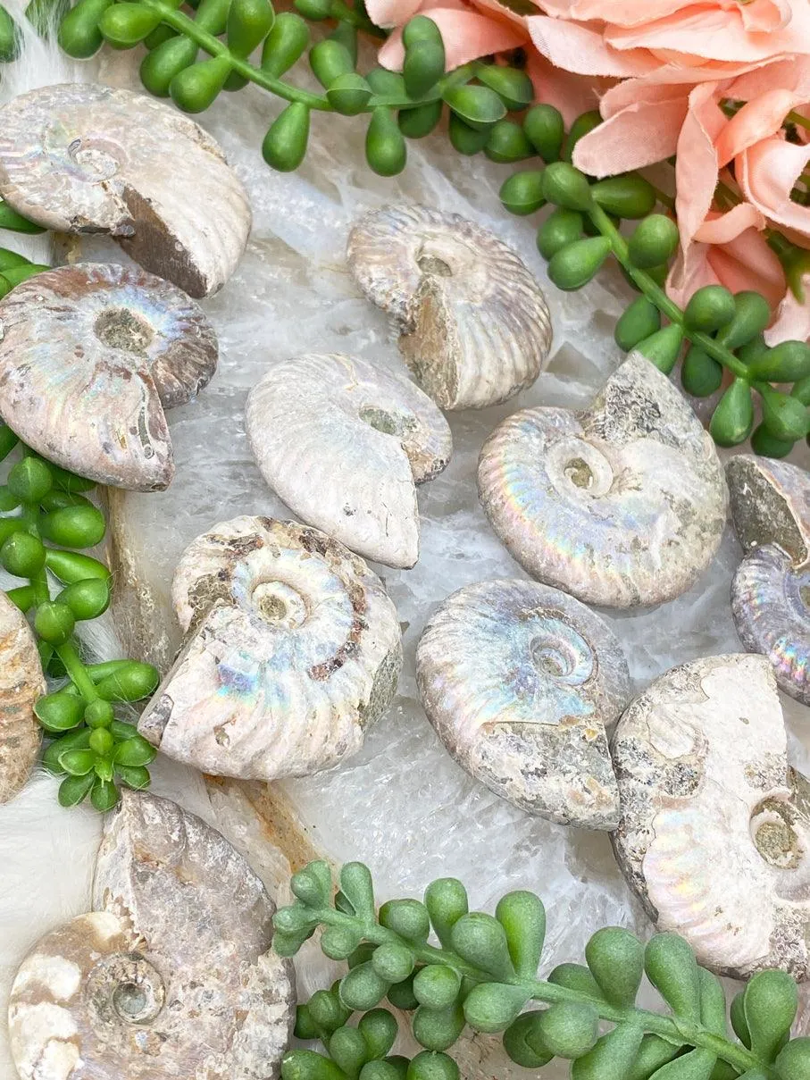 Rainbow Ammonite