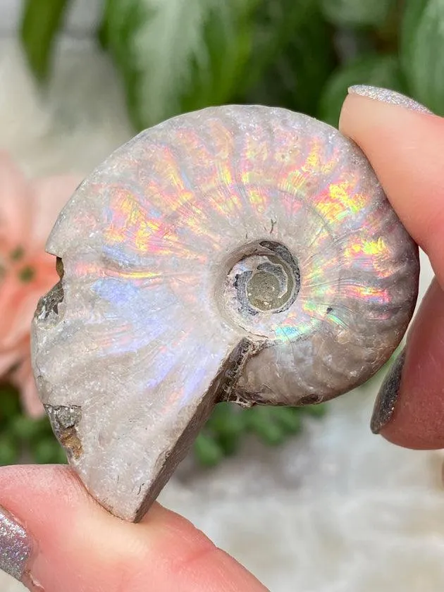 Rainbow Ammonite