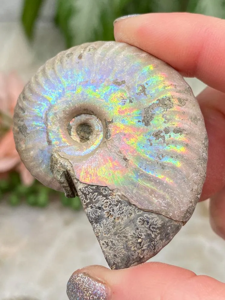 Rainbow Ammonite