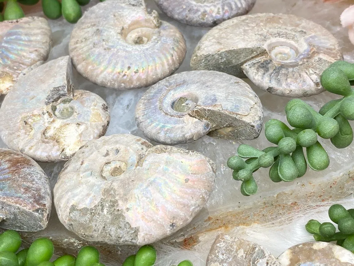 Rainbow Ammonite