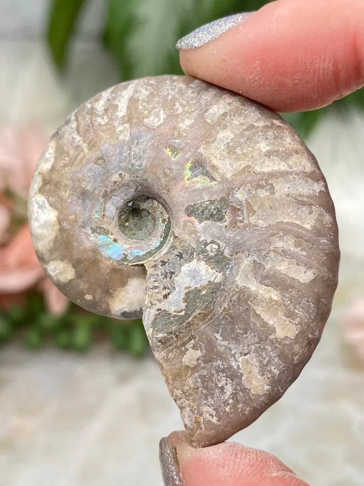 Rainbow Ammonite