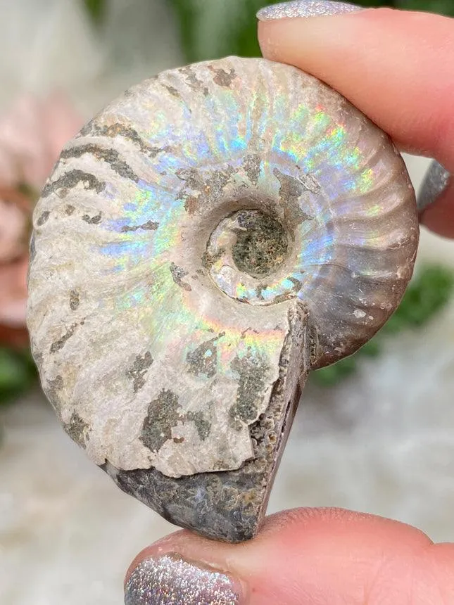 Rainbow Ammonite