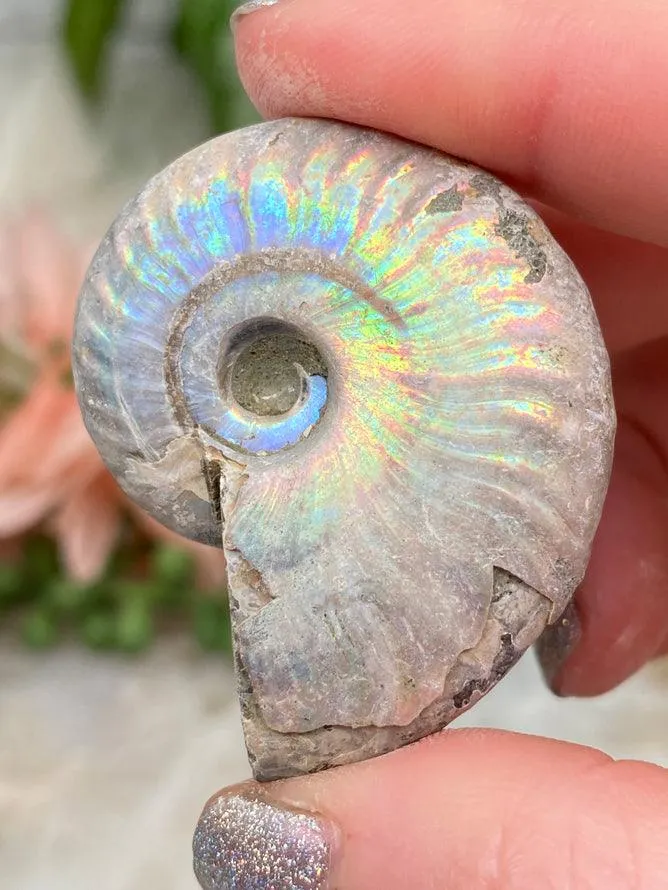 Rainbow Ammonite