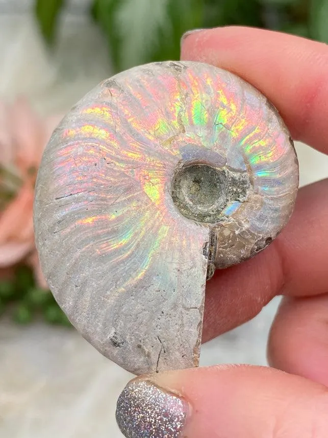 Rainbow Ammonite