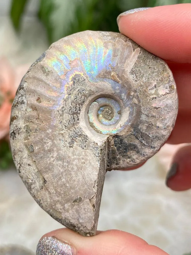 Rainbow Ammonite