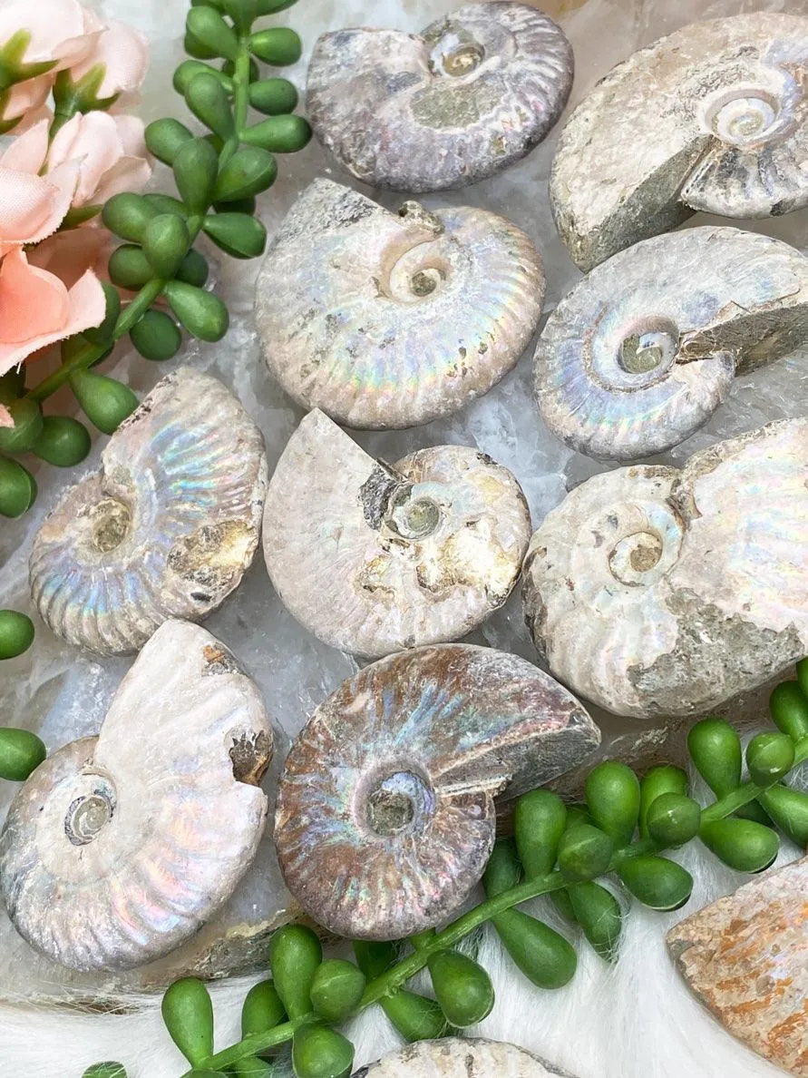 Rainbow Ammonite