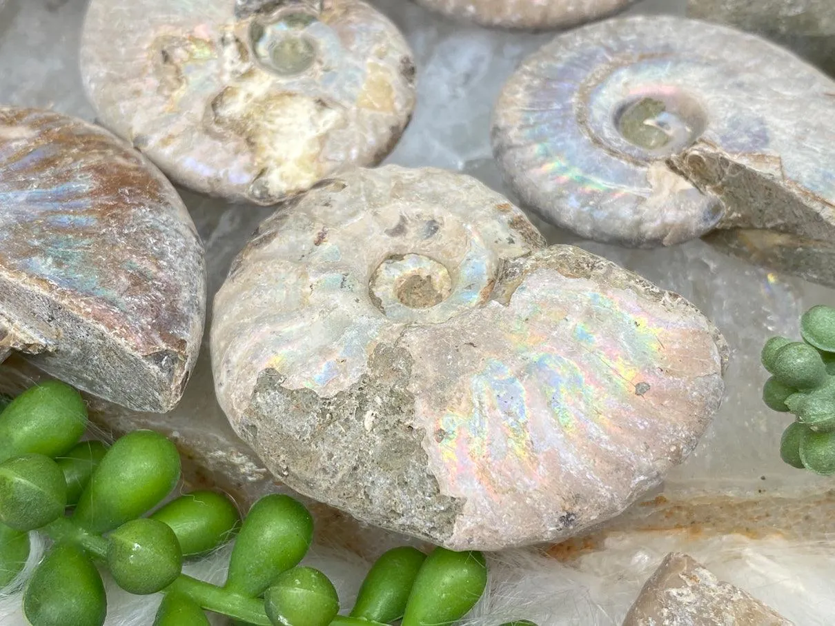 Rainbow Ammonite