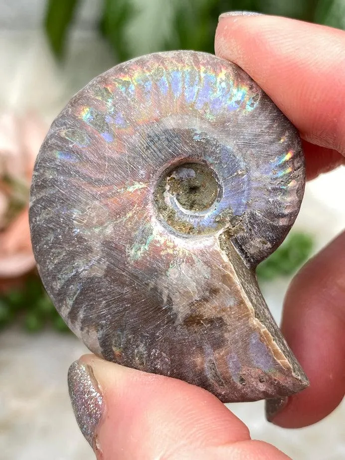 Rainbow Ammonite