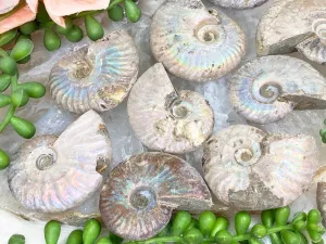 Rainbow Ammonite