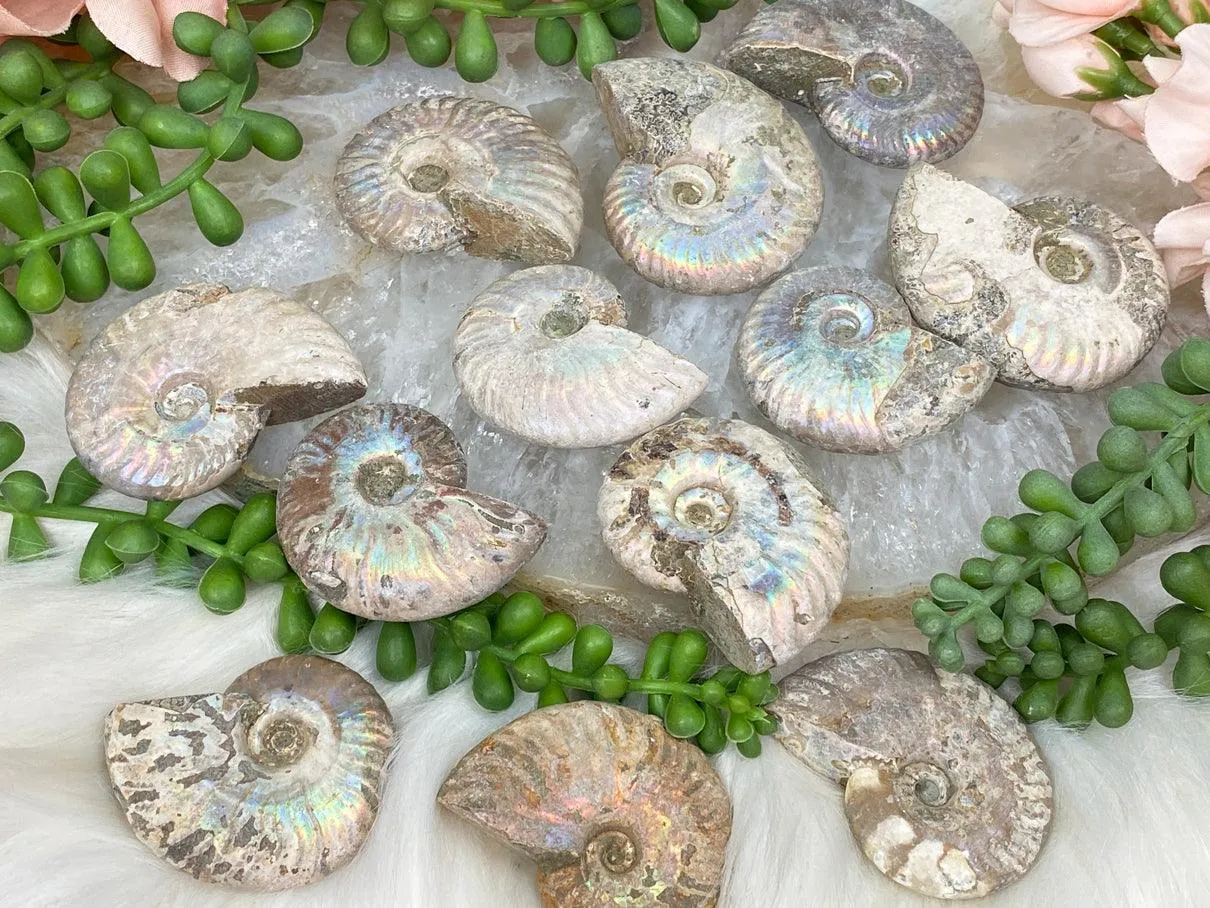 Rainbow Ammonite