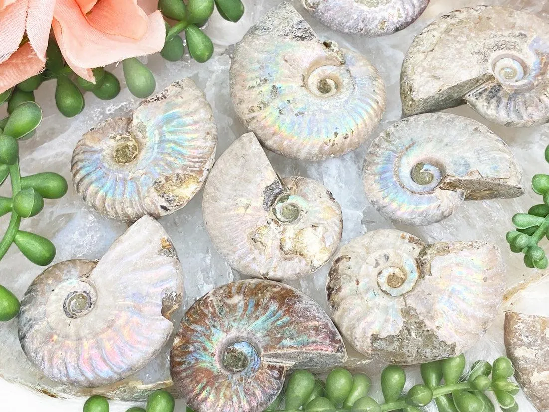 Rainbow Ammonite