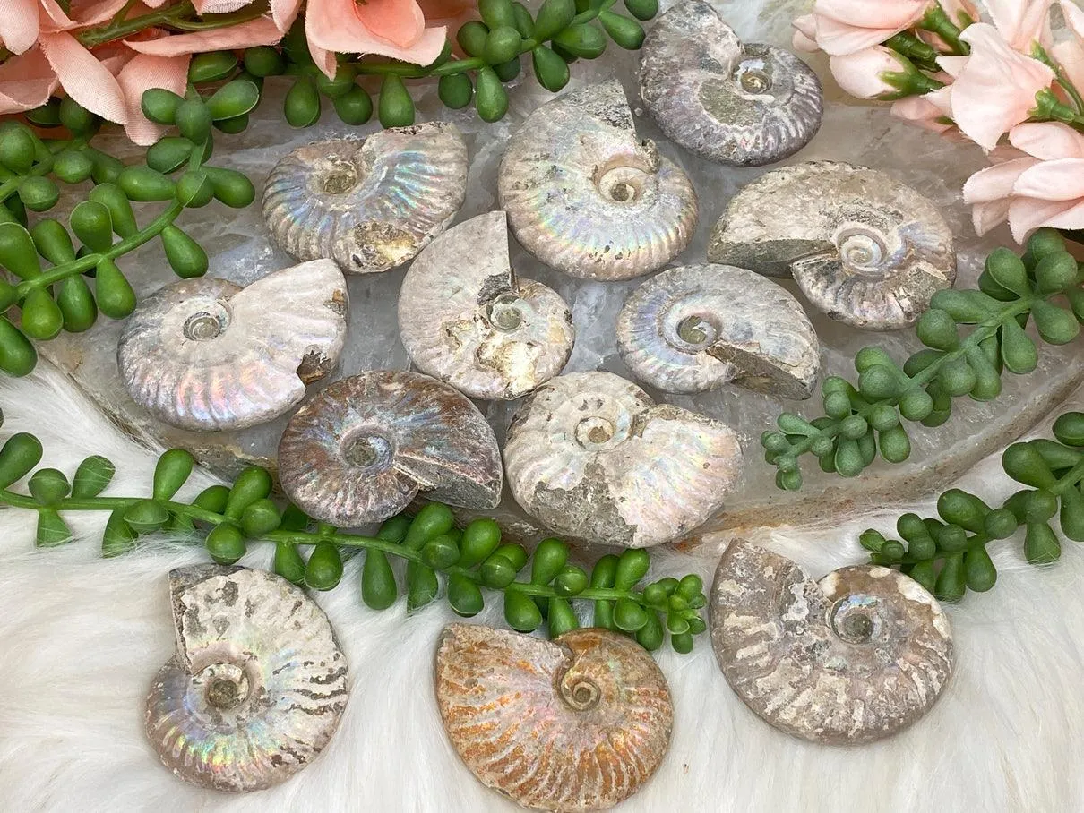 Rainbow Ammonite