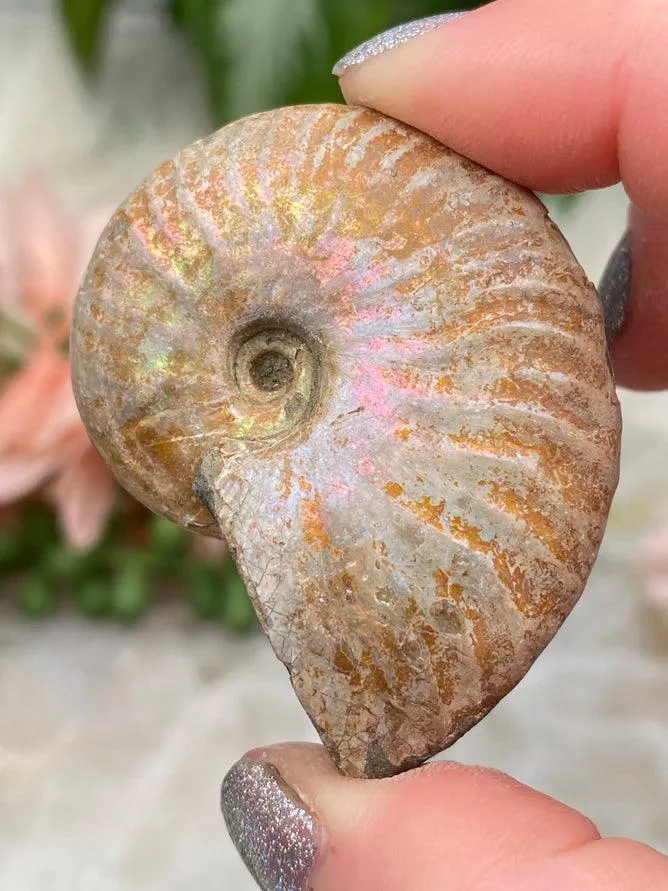 Rainbow Ammonite