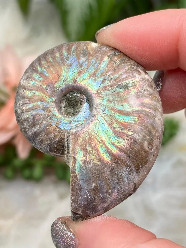 Rainbow Ammonite