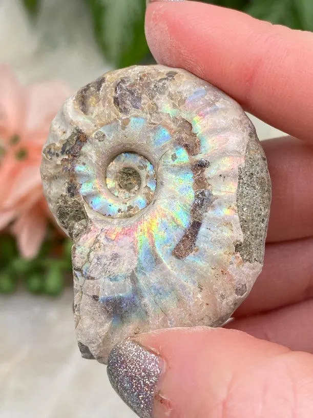 Rainbow Ammonite